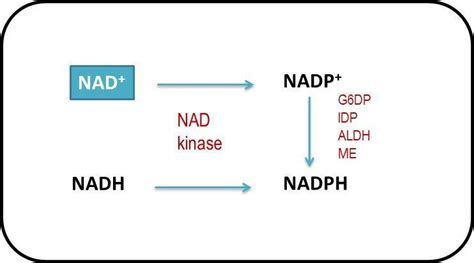 9 Simple diagram representing generation of NADP + from NAD and NADPH... | Download Scientific ...