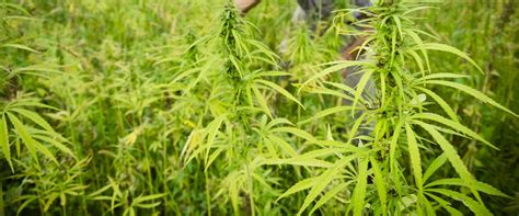 Is farming hemp profitable?