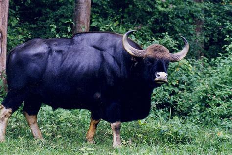 Scientists successfully reintroduce gaur in Indian park