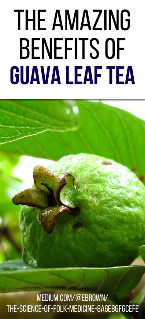 The Science of Folk Medicine | Guava benefits, Guava leaf tea, Guava leaves