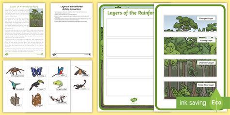 Rainforest Layers Diagram | Plants and Animals | 4 Layers