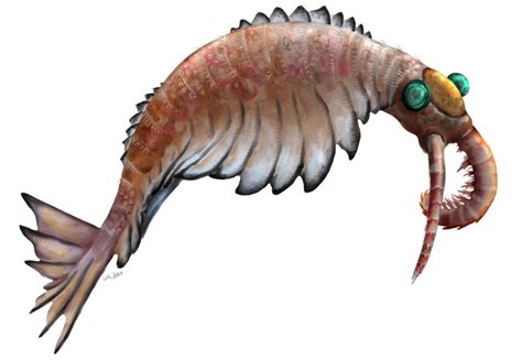 Category:Burgess Shale Formation | Prehistoric Wiki | Fandom