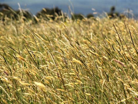 150 SWEET VERNAL GRASS Sweet Grass Vanilla Grass Anthoxanthum | Etsy