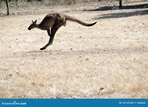 Western grey kangaroo stock image. Image of legs, sooty - 137157237