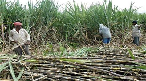 Sugarcane Farming in Uttar Pradesh goes smarter, over 44 lakh farmers ...