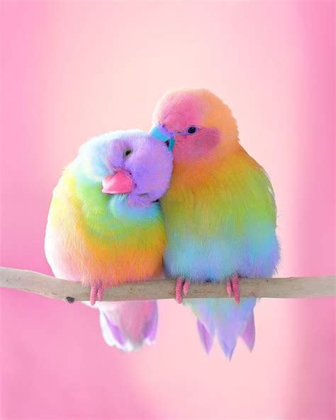 Animals in Rainbow Colors | Cute animals, Cute animal photos, Pet birds