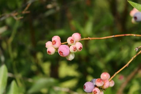 Blueberry Diseases » Identification & Control Tips