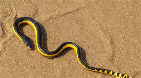 Galapagos Yellow Bellied Sea Snake Facts with Quasar Expeditions