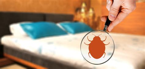 Bed Bugs Control: The Early Signs of Bed Bugs