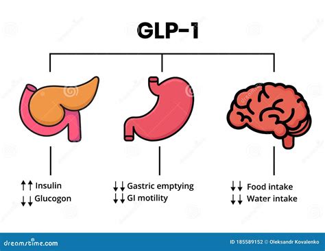 Mecanismo De Acción Glp1. órganos Diana Del Péptido Glucagonista ...