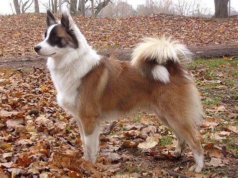 Icelandic Sheepdog - SpockTheDog.com