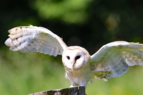 Barn Owl Bird · Free photo on Pixabay