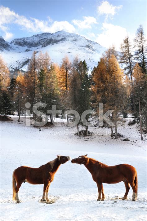 Two Horses Together Standing In The Snow Stock Photo | Royalty-Free ...