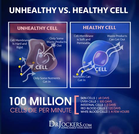 Autophagy: What is It and 8 Ways to Enhance It - DrJockers.com