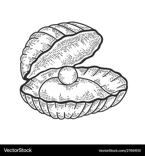 Pearl shell sketch Royalty Free Vector Image - VectorStock