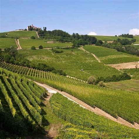 Alba Wine Tour - Best Piedmont Wine and Tasting Tours