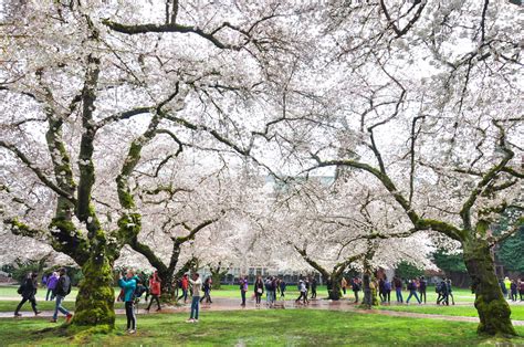 UW Cherry Blossom Festival Welcomes Spring – The Spectator