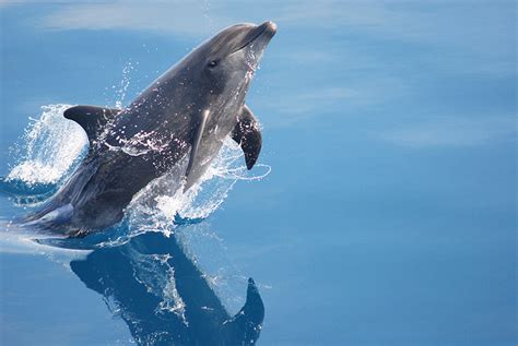 Bottlenose Dolphin Facts