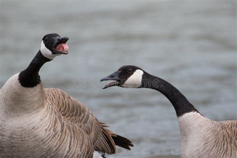 Canada geese honking stock photo. Image of honk, water - 64049868