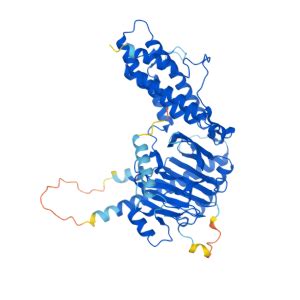 FTO Gene - GeneCards | FTO Protein | FTO Antibody