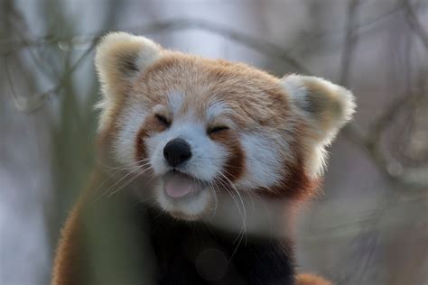 World's Cutest Animal