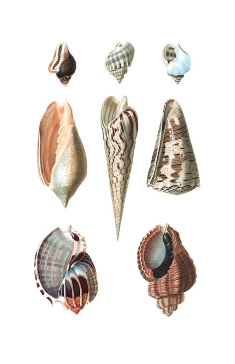 Seashells Vintage Art Poster Free Stock Photo - Public Domain Pictures