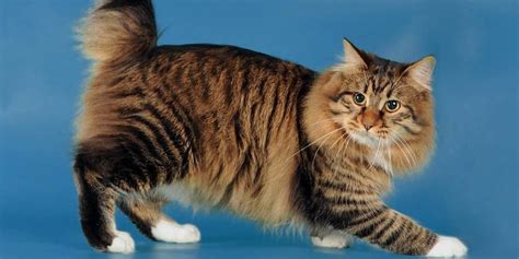 Cymric cat – longhair Manx cat | DinoAnimals.com