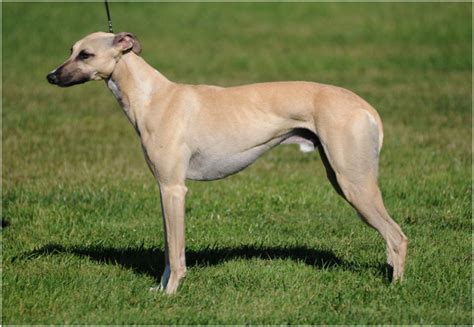 Whippet - Puppies, Pictures, Facts, Rescue, Temperament, Breeders | Animals Breeds