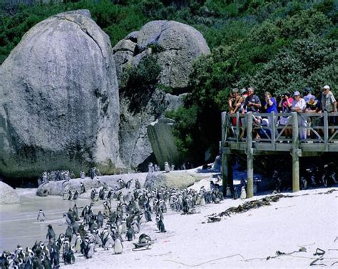 The Penguins Of Boulders Beach