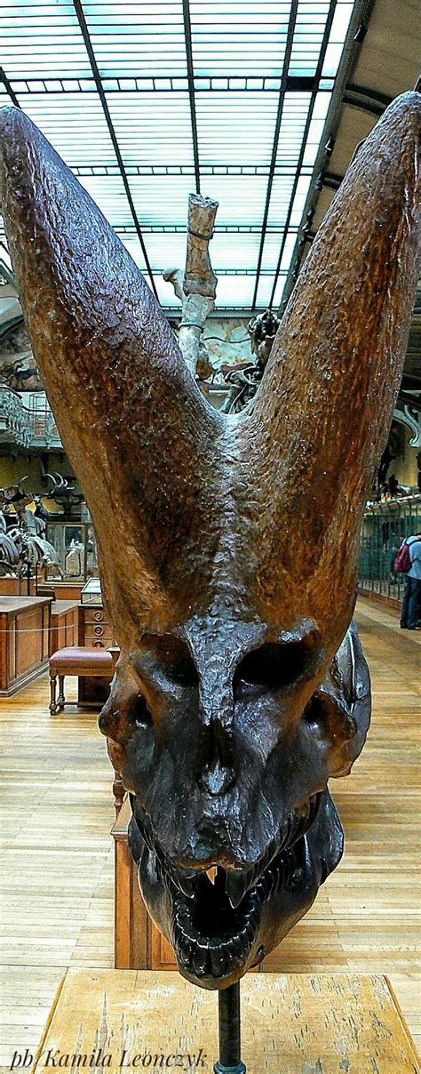 Arsinoitherium zitteli (skull front) is an extinct genus of paenungulate mammal belonging to the ...