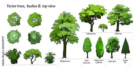 Types of Trees, Bushes, Top view for landscape design. Vector ...