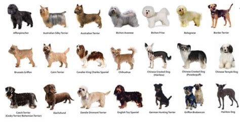 What Dog Breed Are You? | Stuff Happens