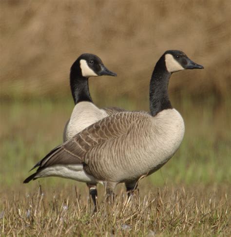 Bergen County Parks Department. New Jersey. USDA. Geese gassed to Death ...