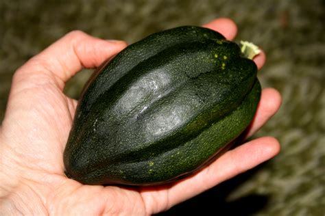 Tiny Acorn Squash – Photos Public Domain