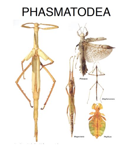 Phasmatodea- Hemiptera Flashcards | Quizlet