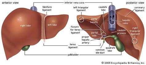 The liver has 4 lobes - right, left, quadrate and caudate, and the ...