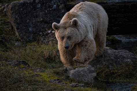 Syrian brown bear at Tierpark Arth-Goldau : r/bears