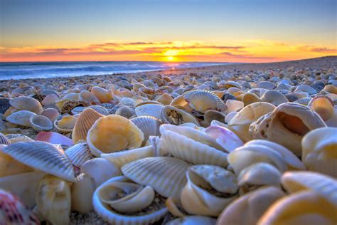 Martin County's Best Beaches to Find Sea Shells | Martin County