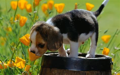 nature, Animals, Baby Animals, Puppies, Dog, Yellow Flowers, Field, Barrels, Beagles Wallpapers ...