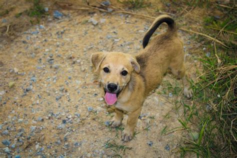 Homeless puppies are looking 8092617 Stock Photo at Vecteezy