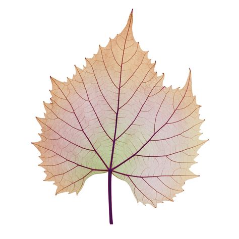 Leaf Veins, X-ray Photograph by D. Roberts