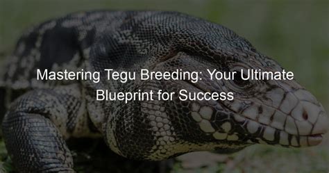 Mastering Tegu Breeding: Your Ultimate Blueprint for Success - Tegu Love