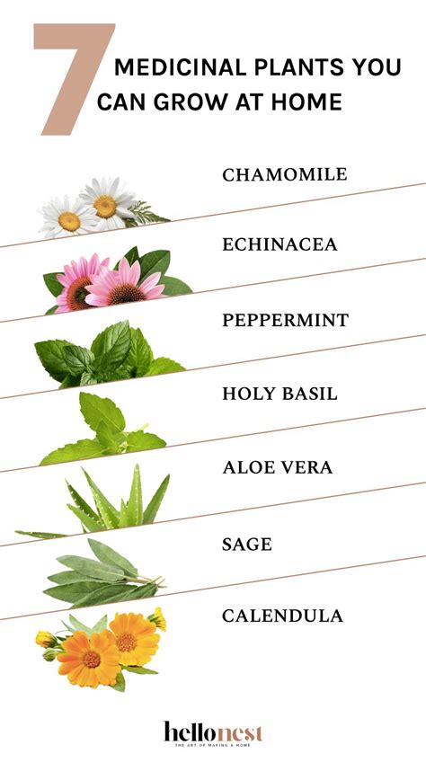 Medicinal Plants Names And Pictures - Learning2Breath