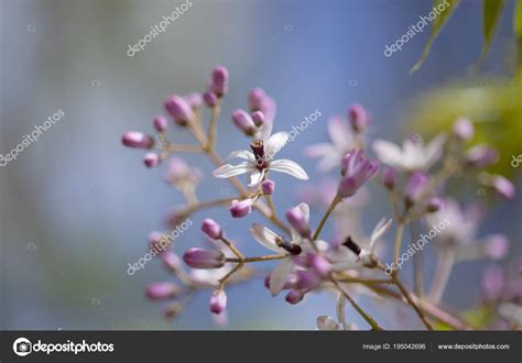 Images: chinaberry tree picture | Chinaberry tree flowers — Stock Photo © Tamara_k #195042696