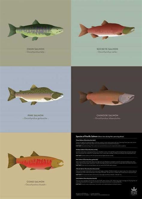 Salmon Spawner Poster | Pacific Salmon Foundation