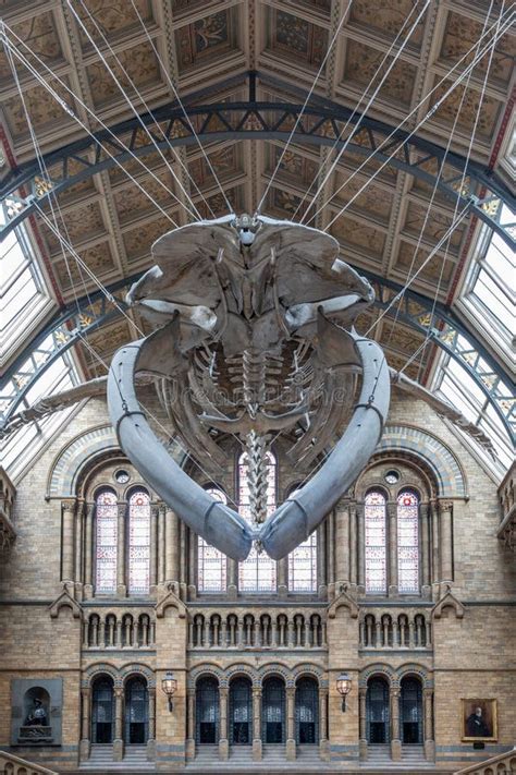 Blue Whale Skeleton in the Natural History Editorial Stock Image ...