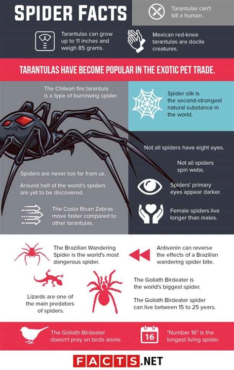 100 Interesting Spider Facts About The World's Most Feared Animal