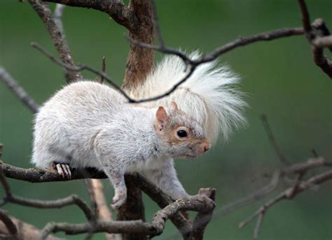 Photo: A rare White Morph squirrel | News | wvgazettemail.com