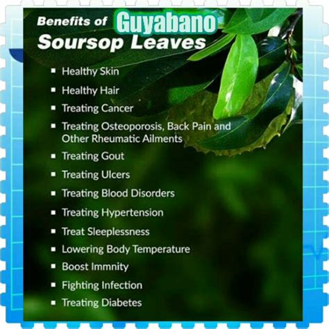 Guyabano leaf tea benefits 191283-Can i drink guyabano tea everyday