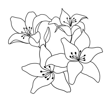 Outline flower of lily on white background. vector illustartion ...